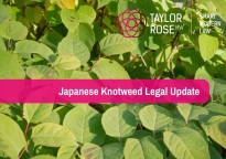 What are the latest Japanese knotweed legal claims?