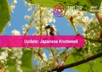 Japanese Knotweed near me – what are the consequences?