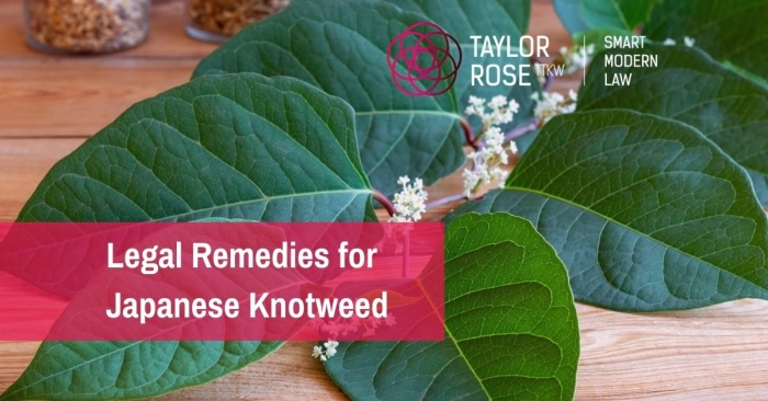 What is the Law on Japanese Knotweed and Bamboo?